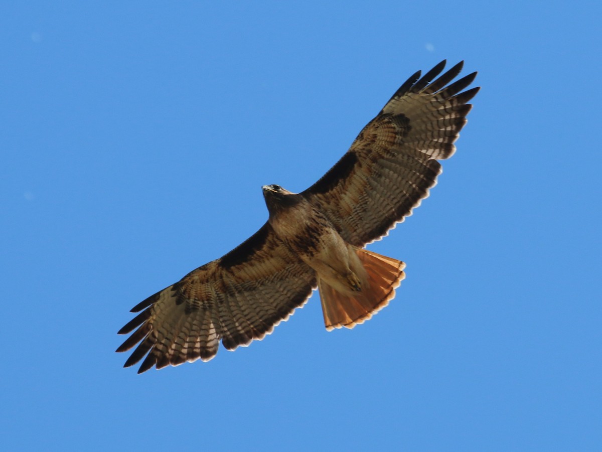 Red-tailed Hawk - ML98057861