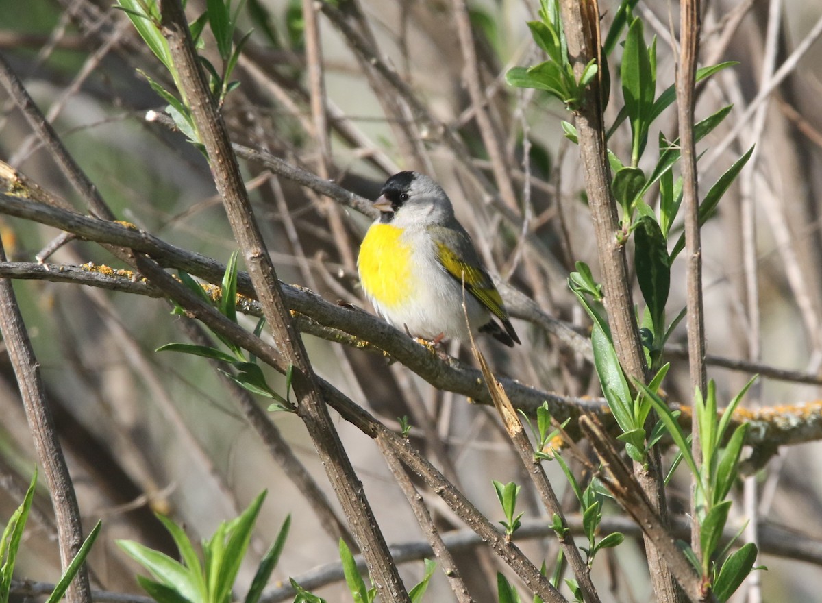 Lawrence's Goldfinch - ML98058571