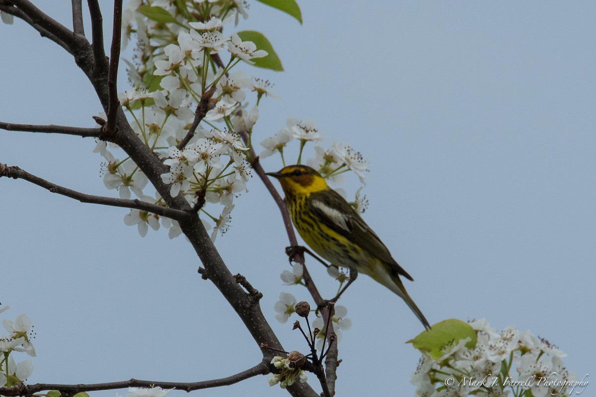 Cape May Warbler - ML98059531
