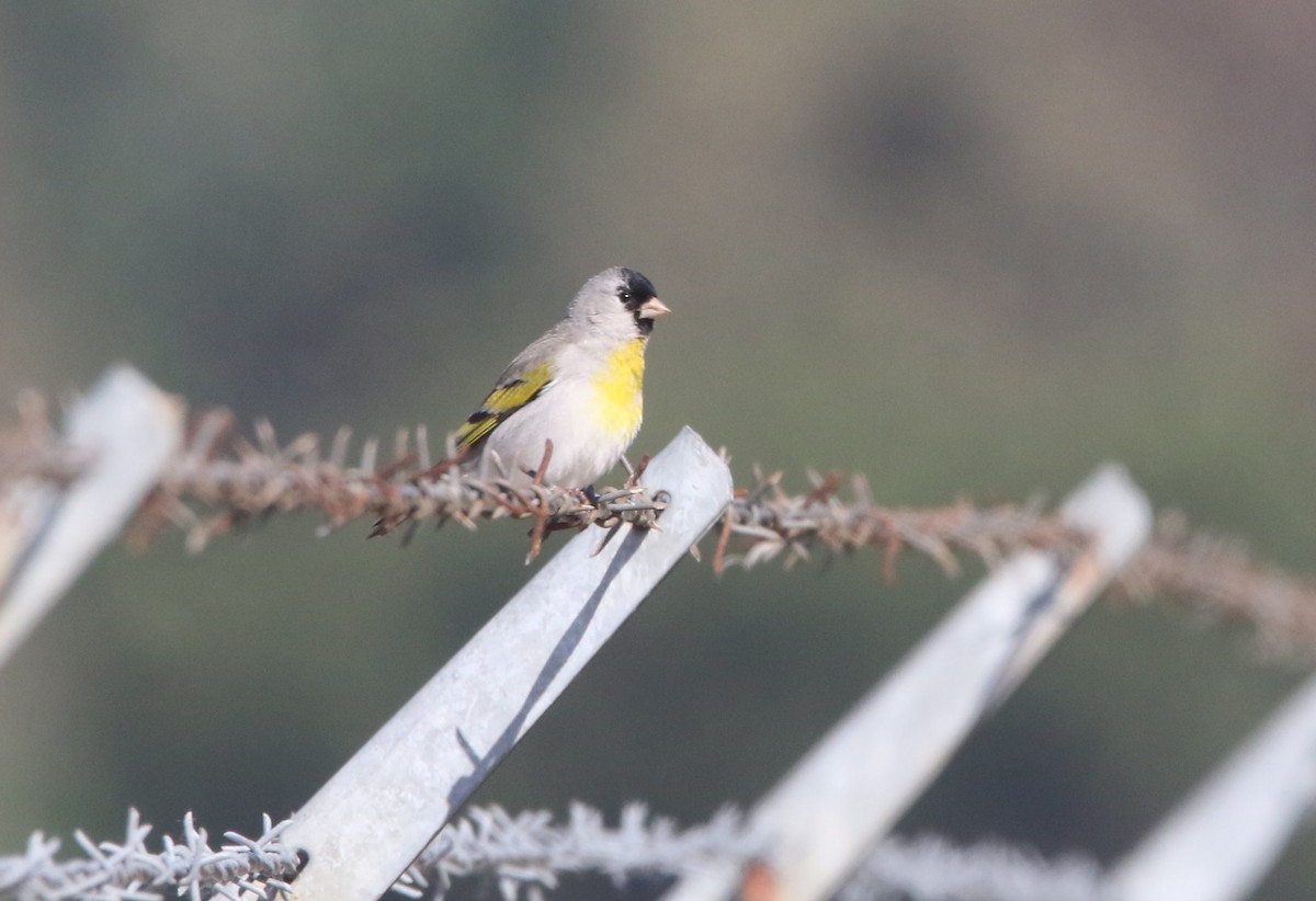 Lawrence's Goldfinch - ML98059551