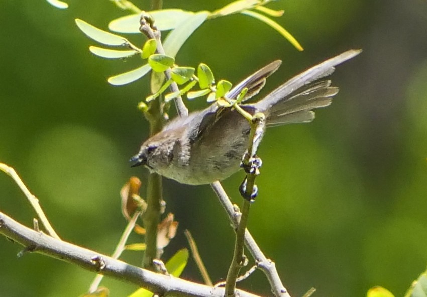 ML98064061 - Bushtit - Macaulay Library