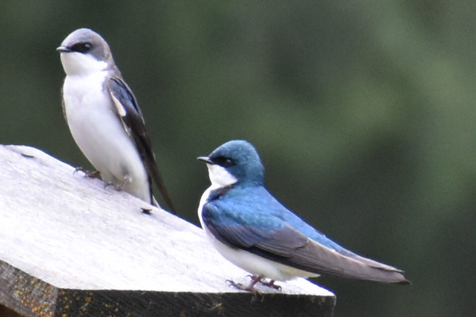Tree Swallow - Terry Bohling