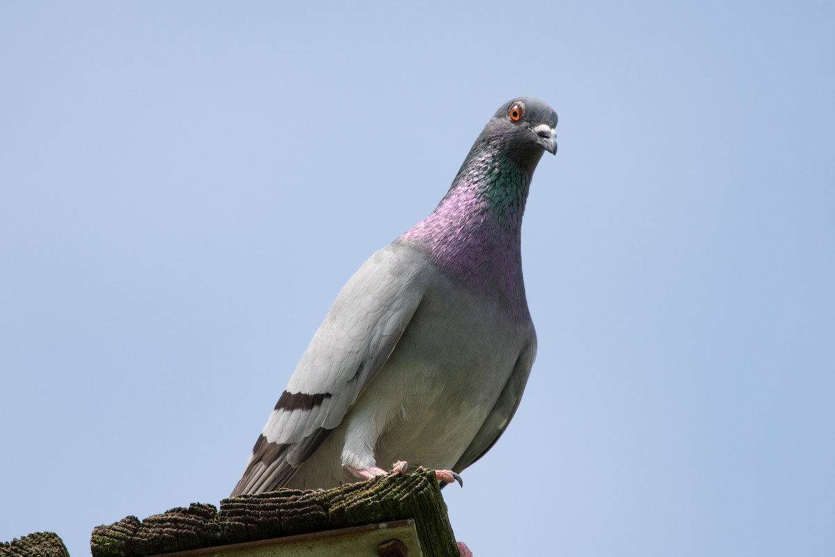 Rock Pigeon (Feral Pigeon) - Austin Jennings