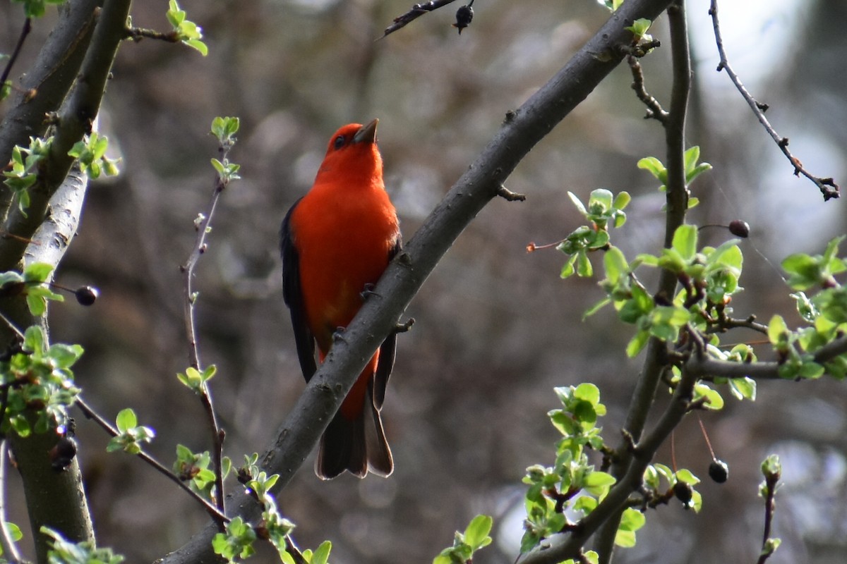 Scarlet Tanager - ML98064281