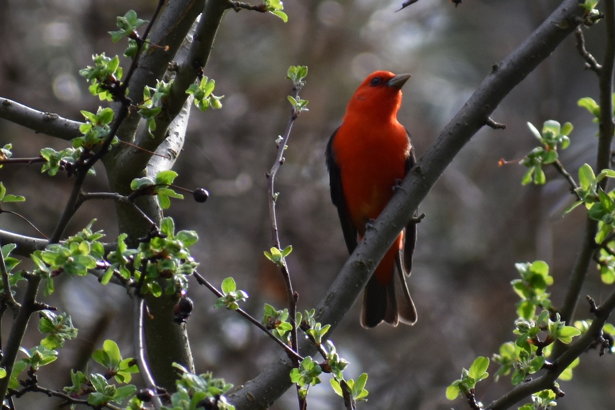 Scarlet Tanager - Terry Bohling