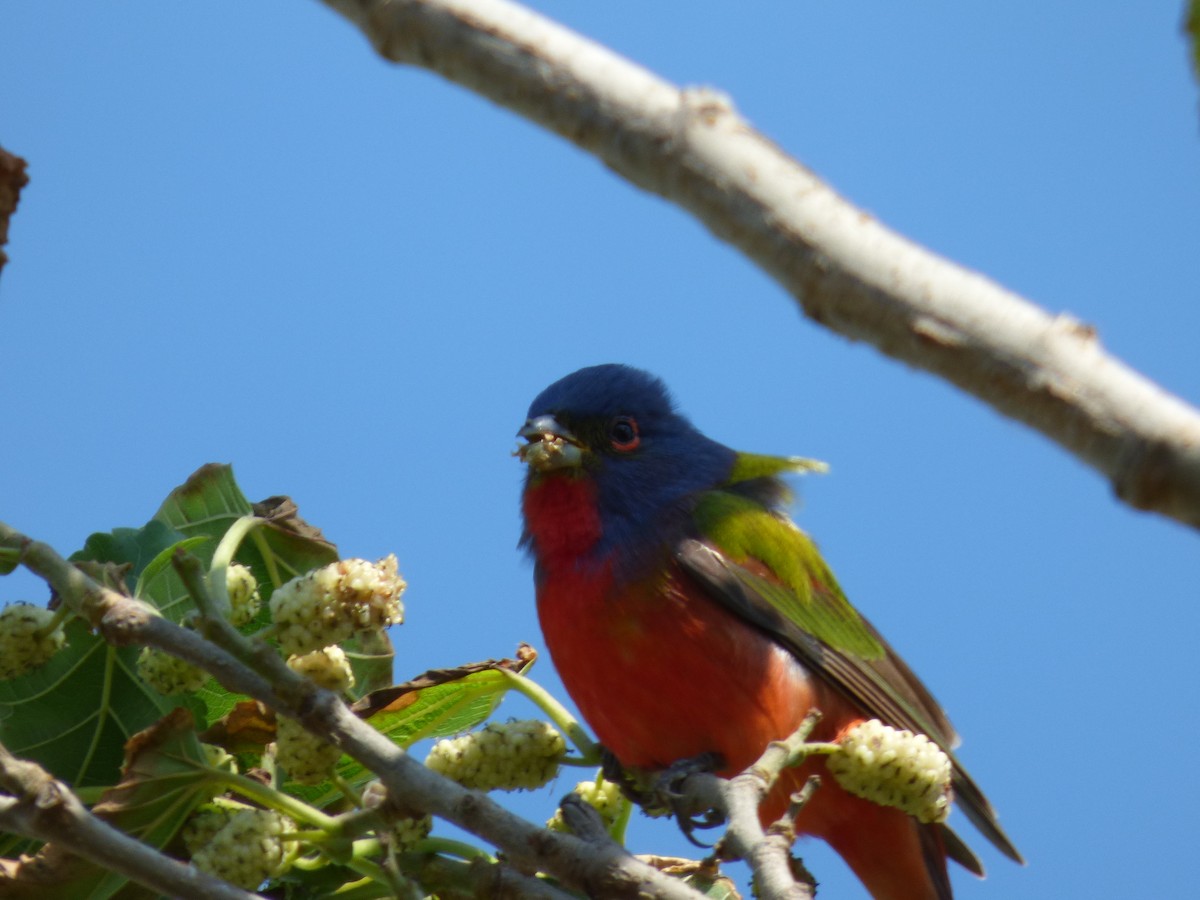Painted Bunting - ML98065371