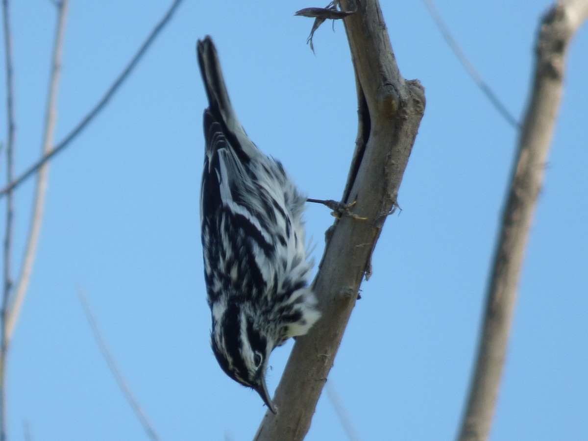Black-and-white Warbler - ML98065391