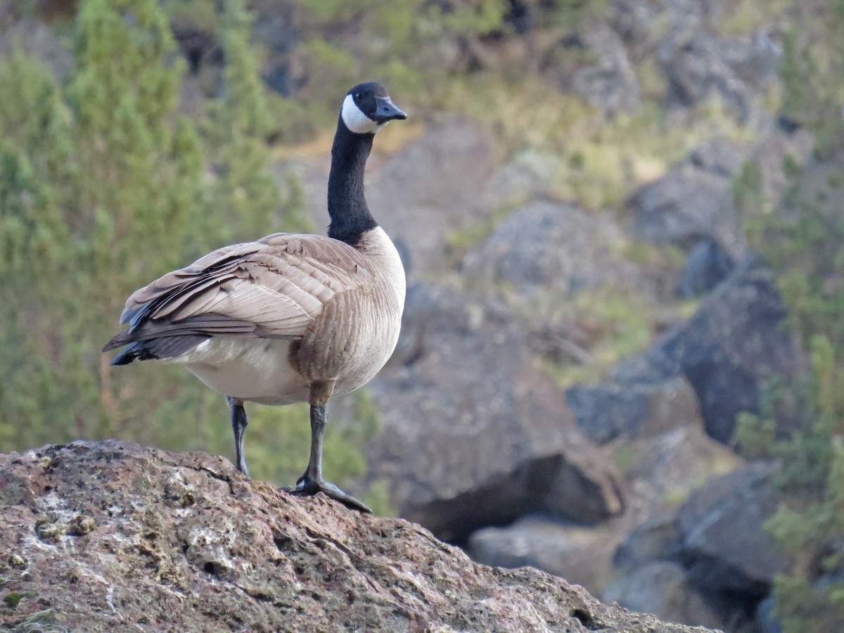 Canada Goose (moffitti/maxima) - Ian Hearn