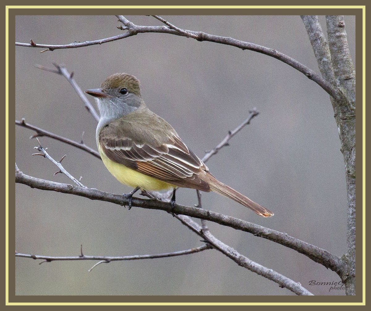 Great Crested Flycatcher - ML98067891