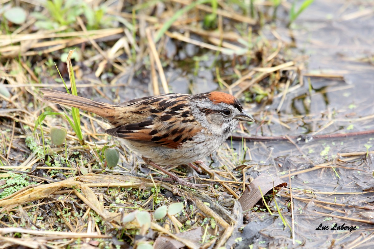 Swamp Sparrow - Luc Laberge
