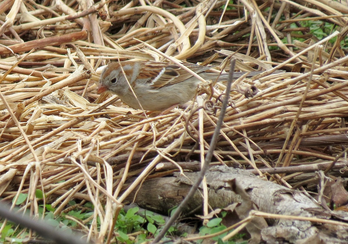 Field Sparrow - Andrew Don