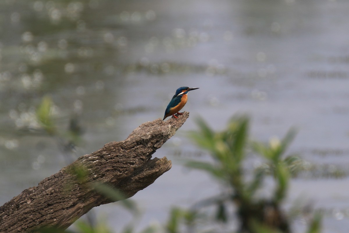 Common Kingfisher - Denis Tétreault