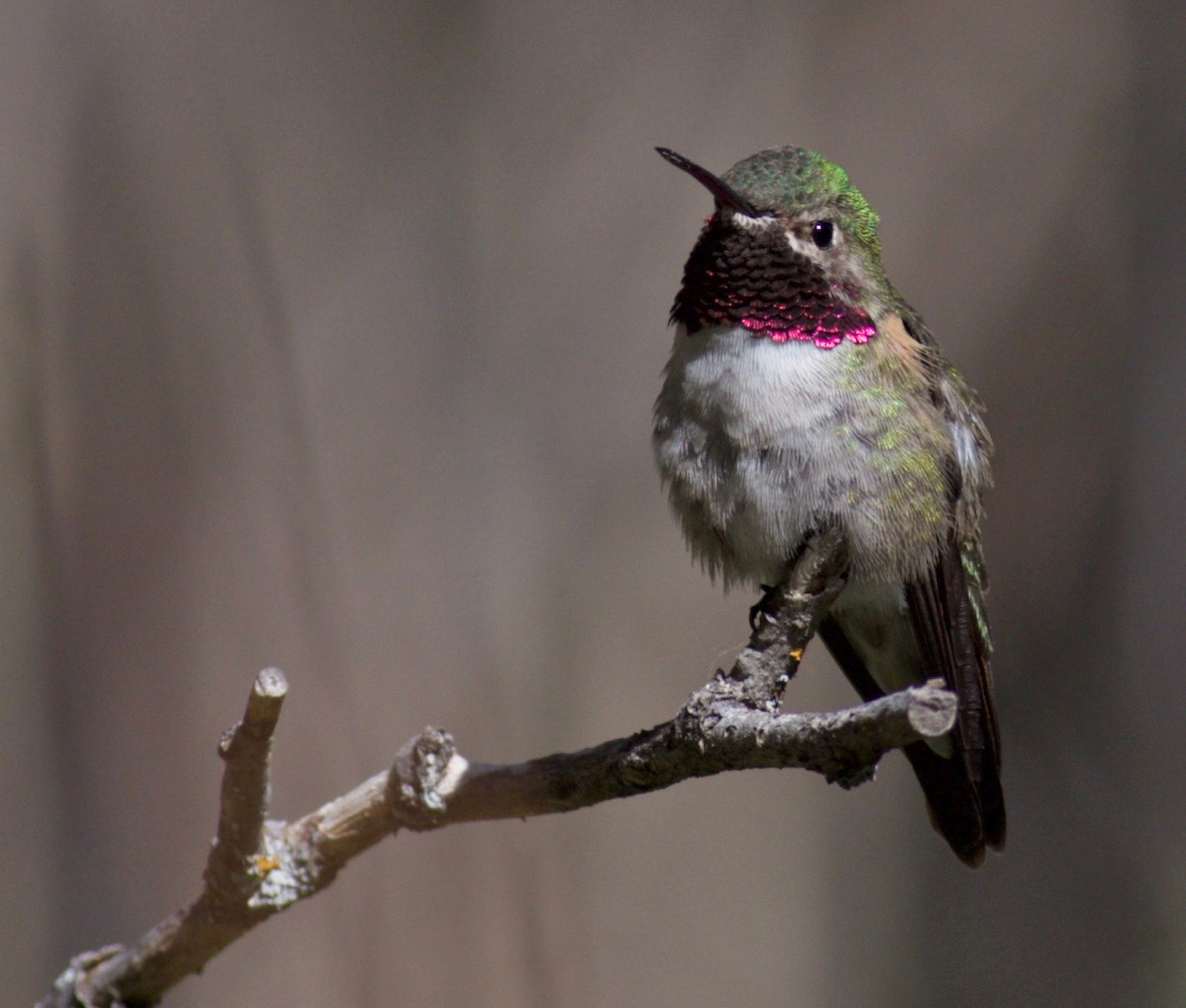 Broad-tailed Hummingbird - Ben Lagasse