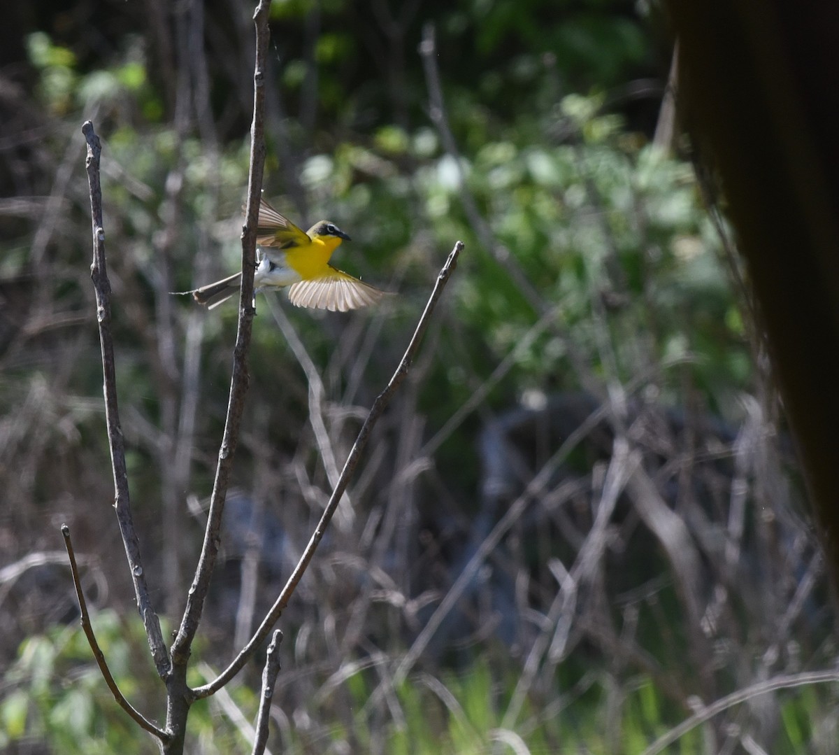 Yellow-breasted Chat - ML98080471