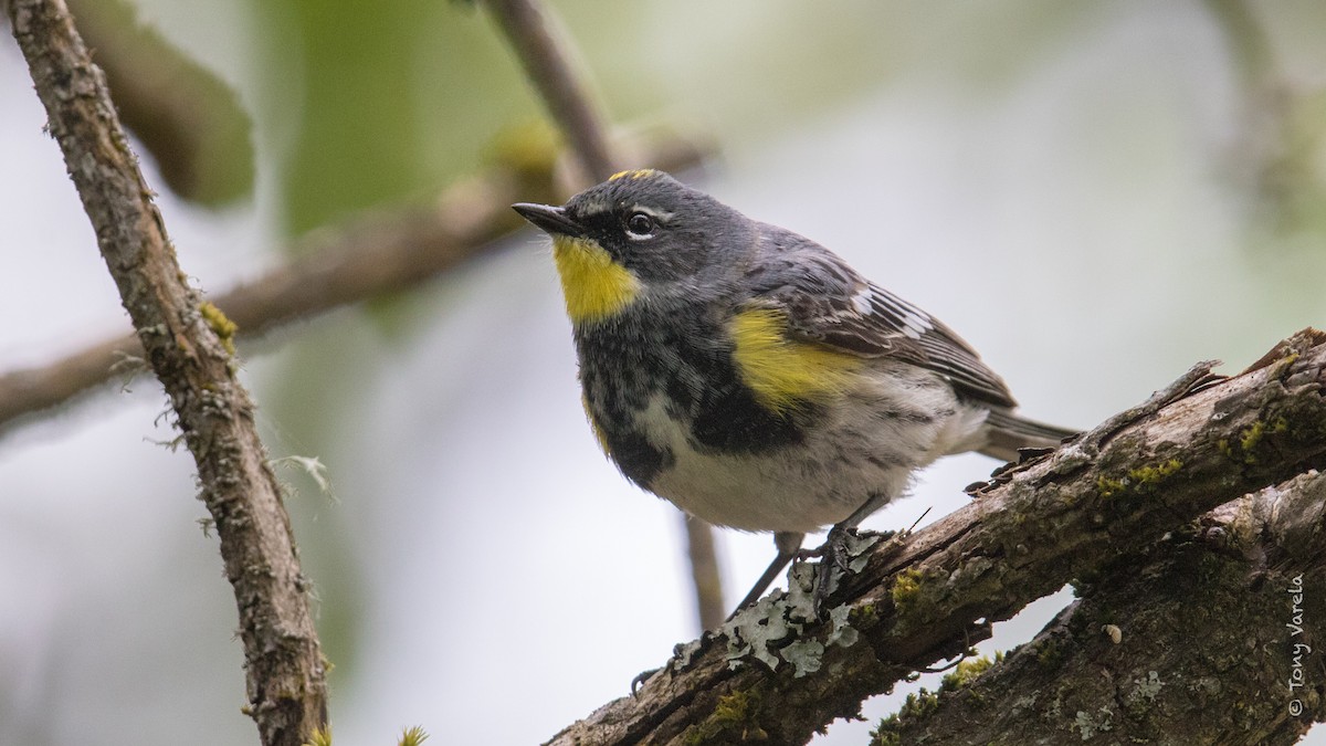 Yellow-rumped Warbler (Audubon's) - Tony V