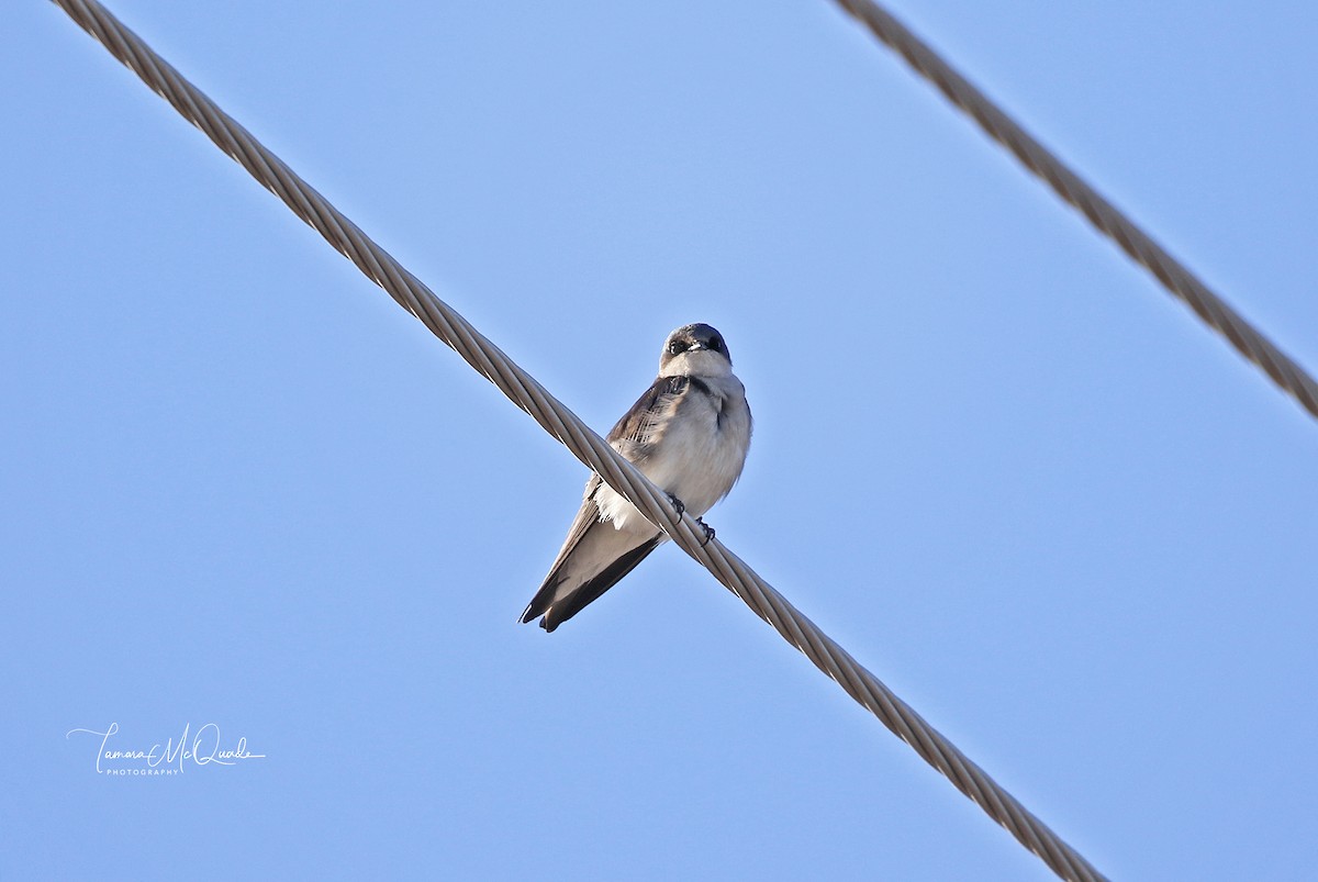Northern Rough-winged Swallow - Tammy McQuade