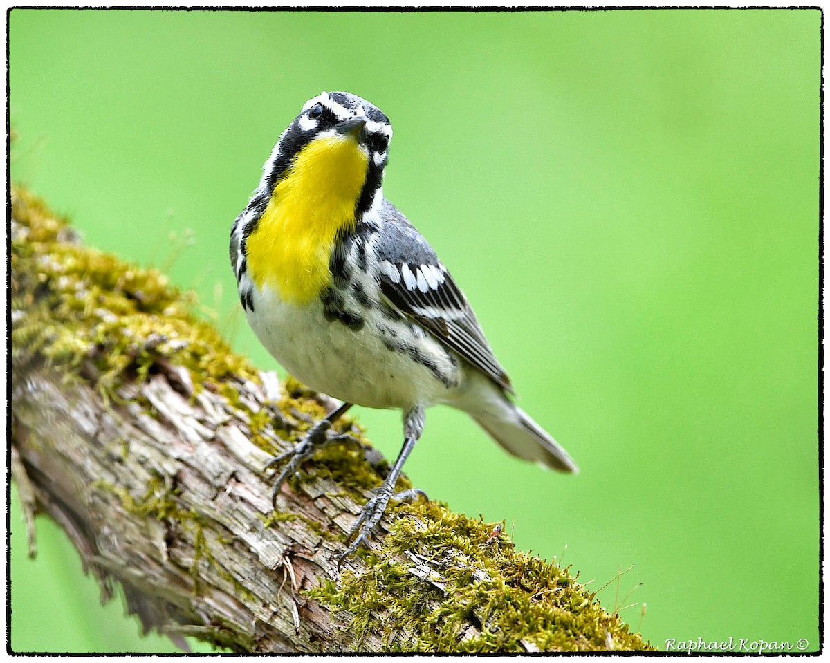 Yellow-throated Warbler - Raphael Kopan