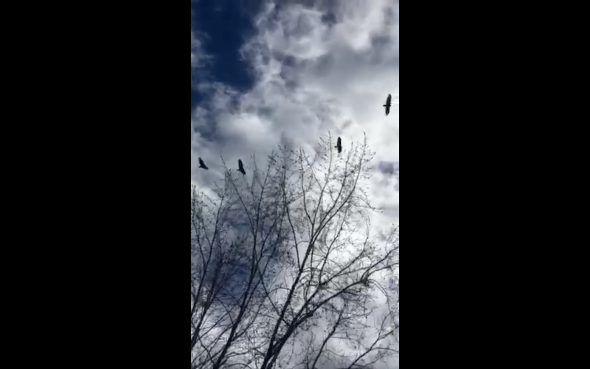 Turkey Vulture - Chris Krol