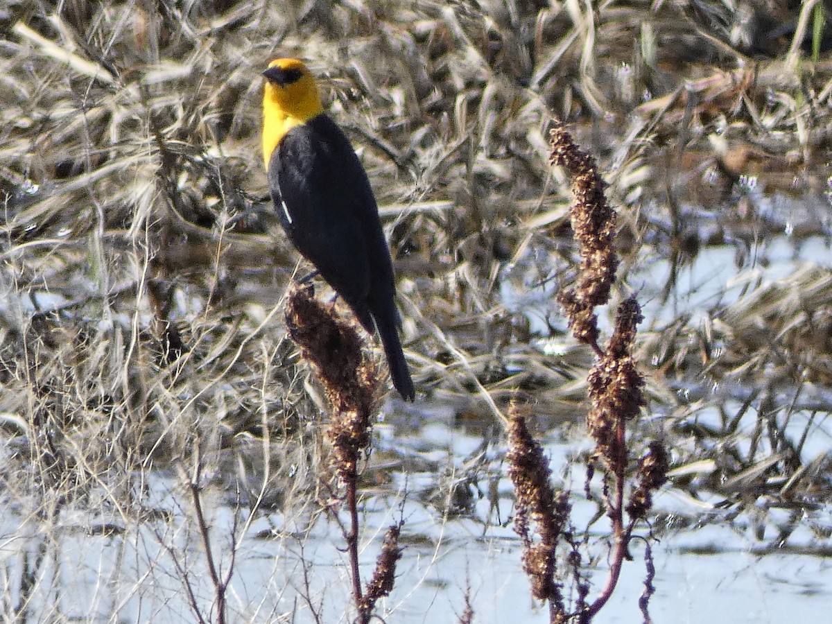 Yellow-headed Blackbird - ML98091831