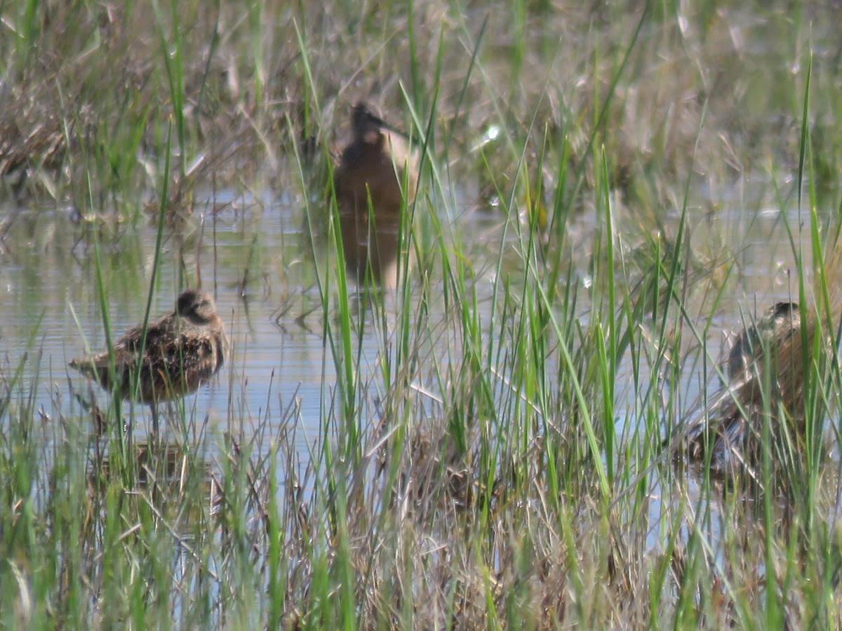 Long-billed Dowitcher - ML98092371