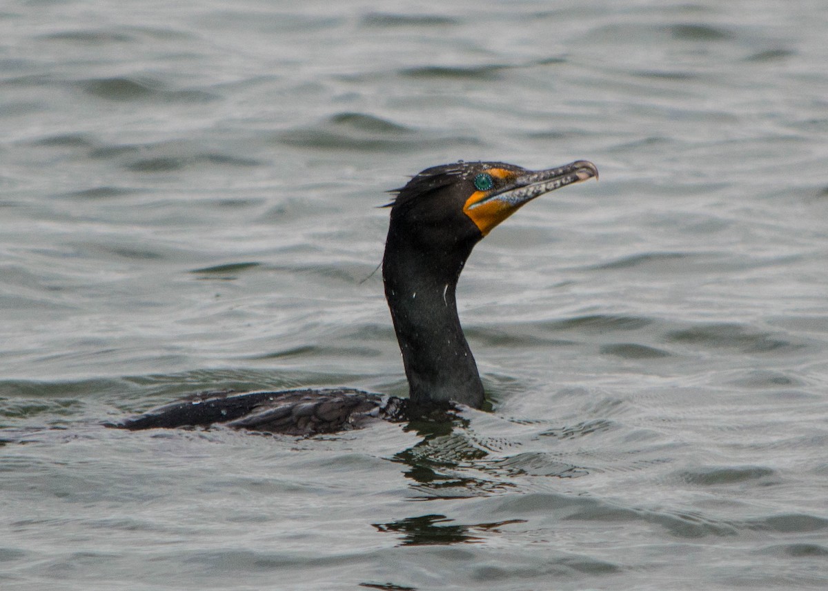 Double-crested Cormorant - Joanne Dial