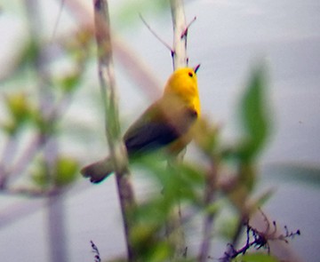 Prothonotary Warbler - ML98092931