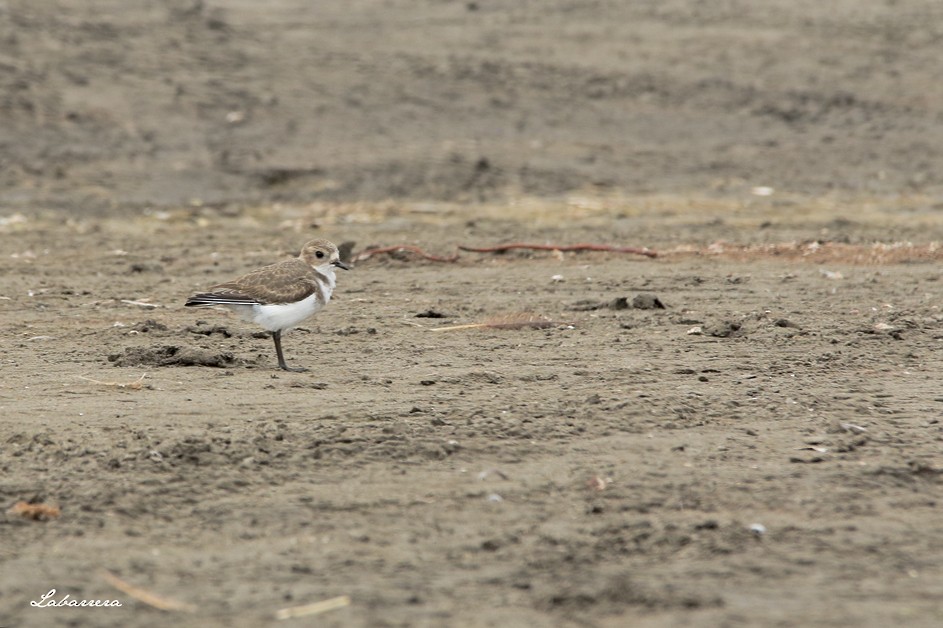Two-banded Plover - Gonzalo Labarrera