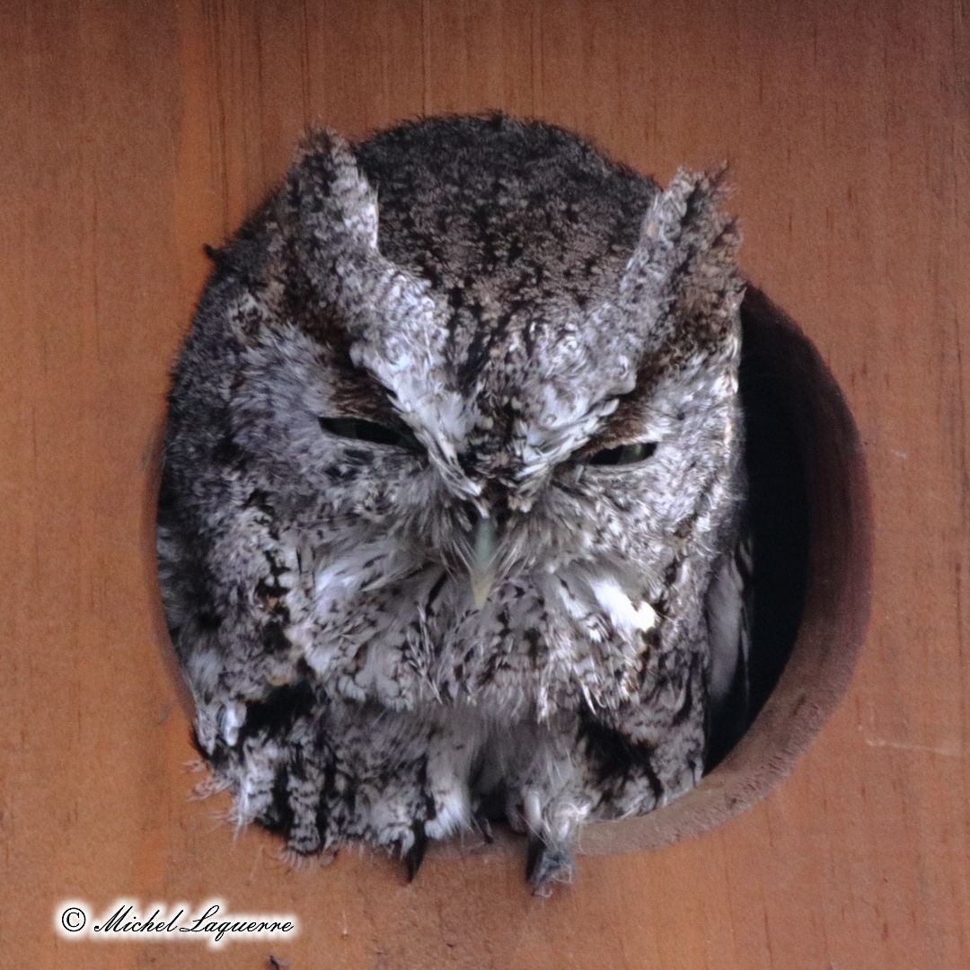 Eastern Screech-Owl - Michel Laquerre