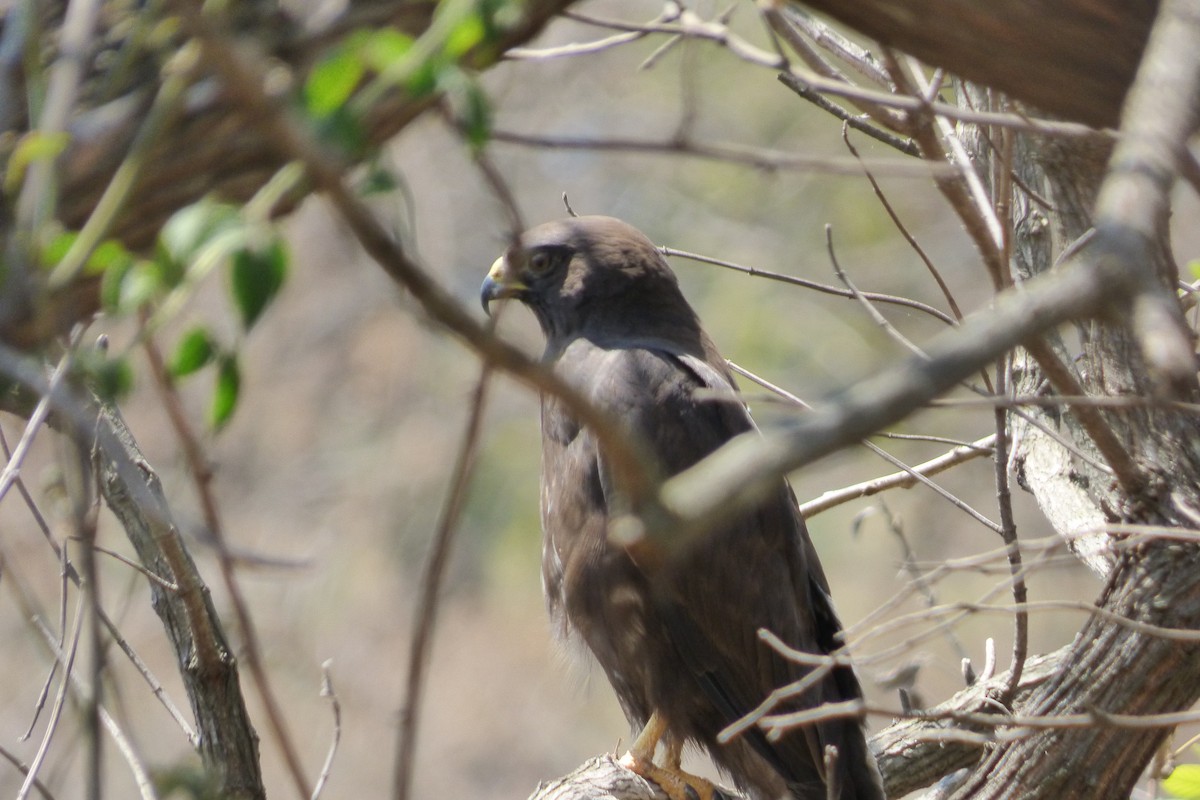 Broad-winged Hawk - Axel Chiquin