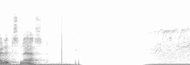 Kermadecsturmvogel - ML981