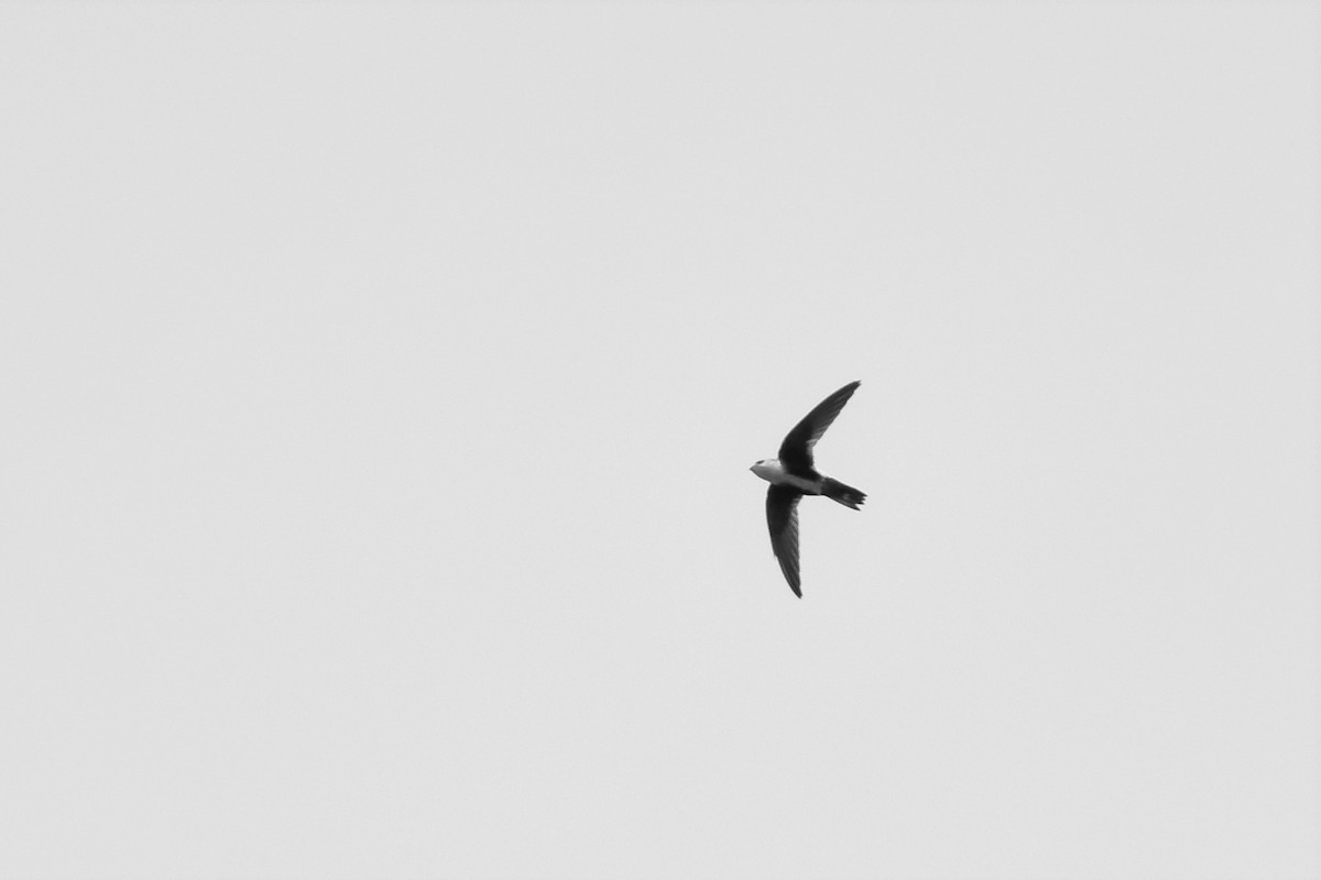 White-throated Swift - ML98100181