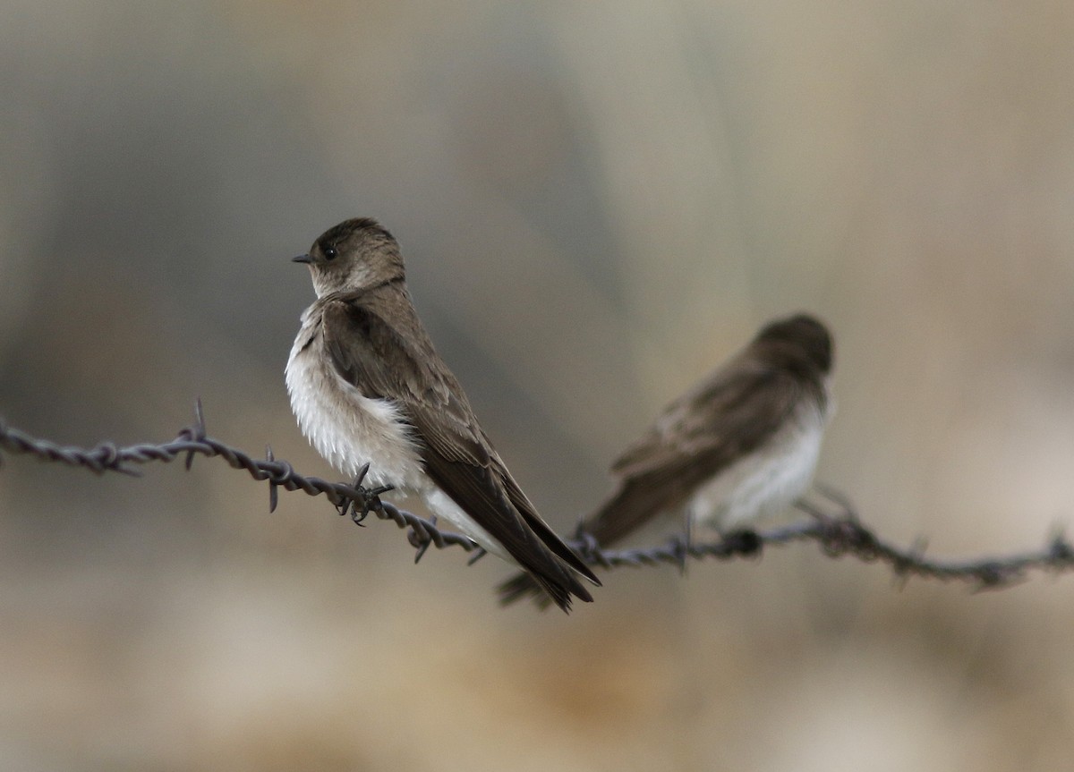 Northern Rough-winged Swallow - Bill Maynard