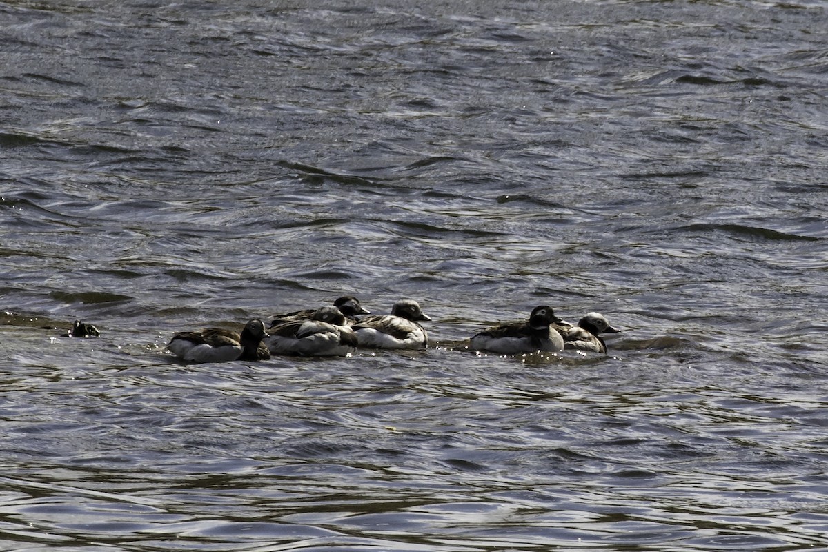 Long-tailed Duck - ML98102701
