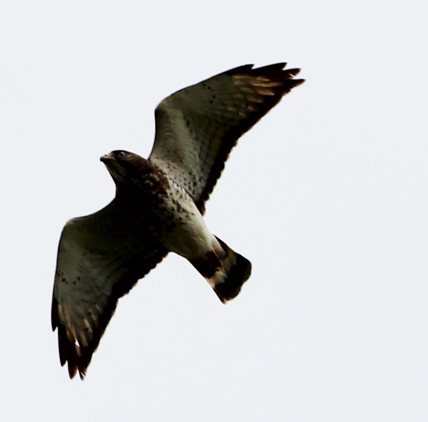 Broad-winged Hawk - ML98103041