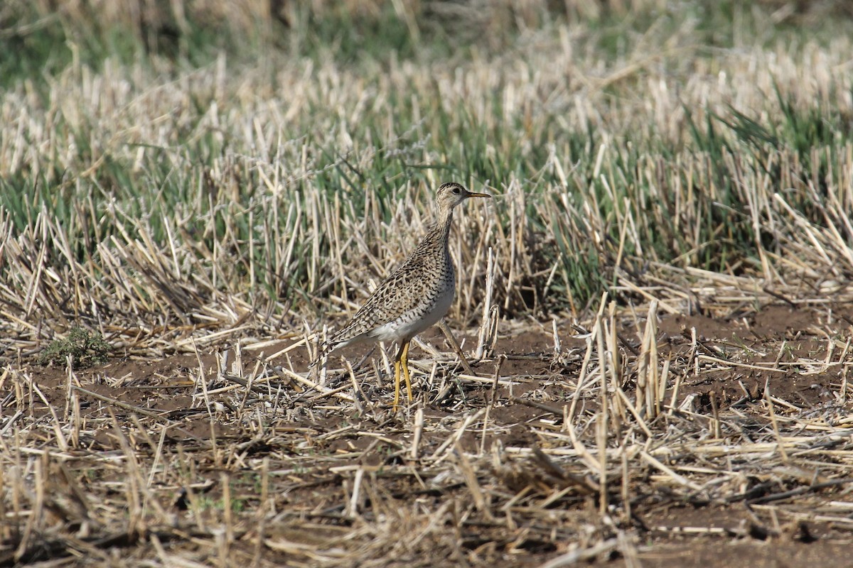 Upland Sandpiper - Donnie Coody