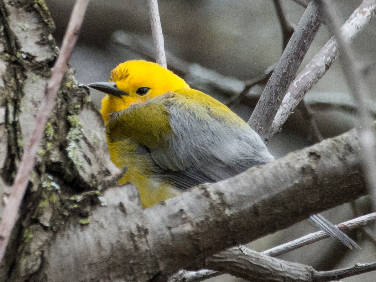 Prothonotary Warbler - ML98104051