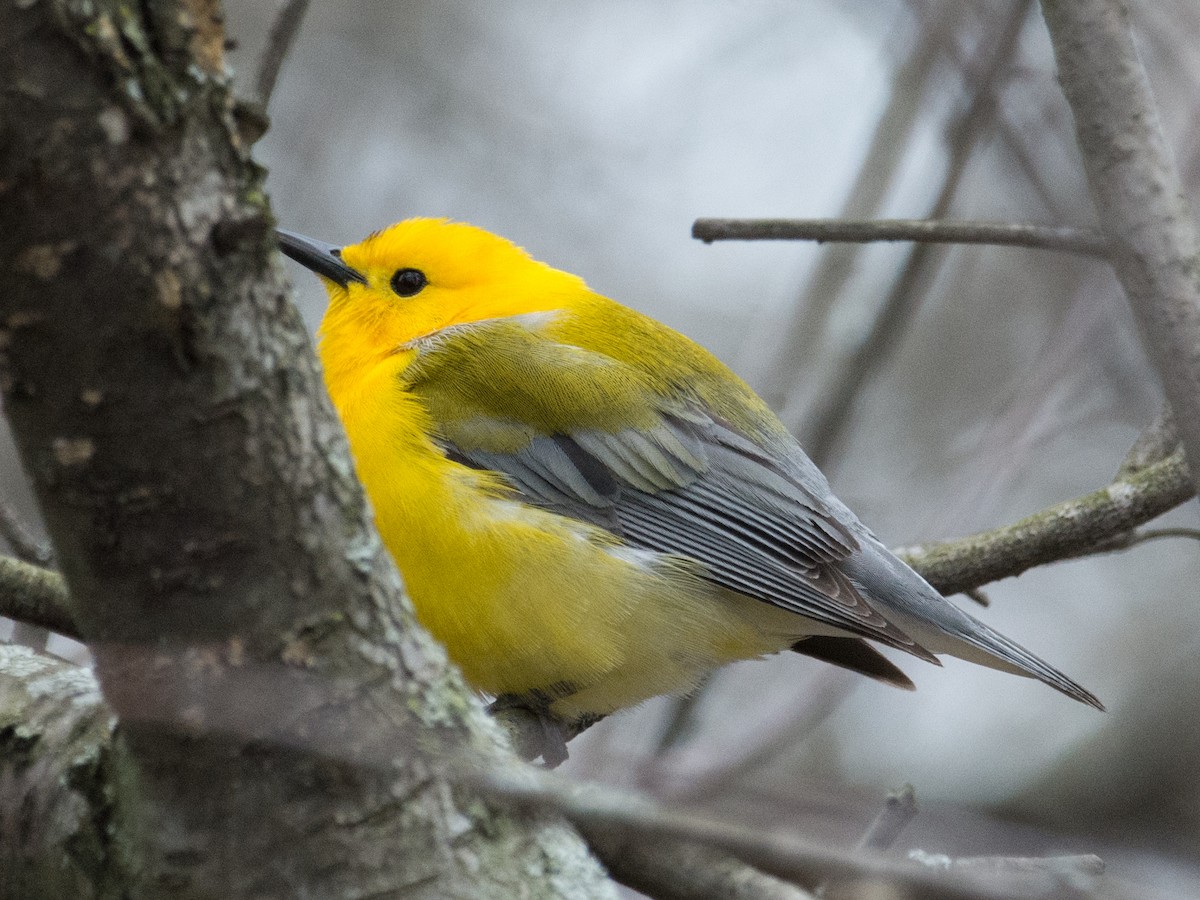 Prothonotary Warbler - T I