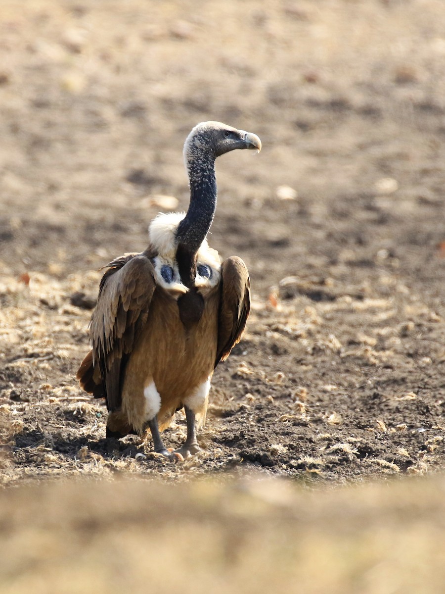Indian Vulture - Denis Tétreault