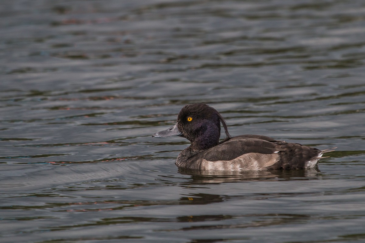 Tufted Duck - ML98108681