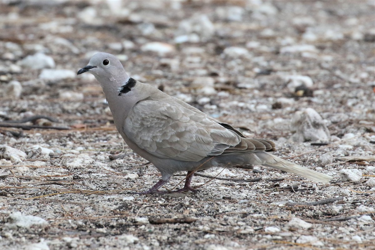 Eurasian Collared-Dove - ML98111461