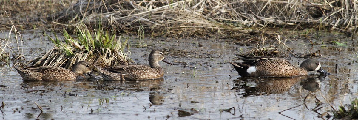 Blue-winged Teal - Becky Lutz