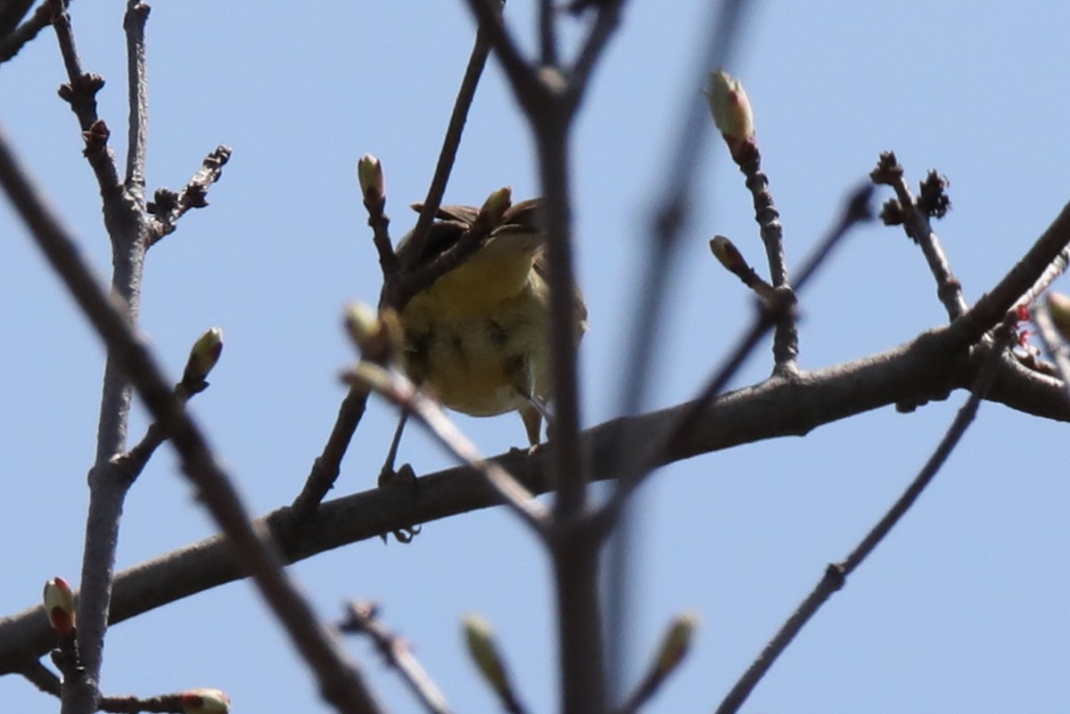 Orange-crowned Warbler - Dianna Lieter