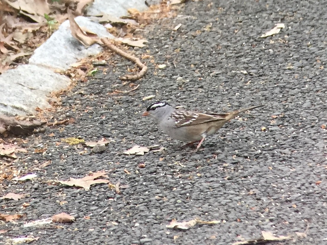 White-crowned Sparrow - ML98115321