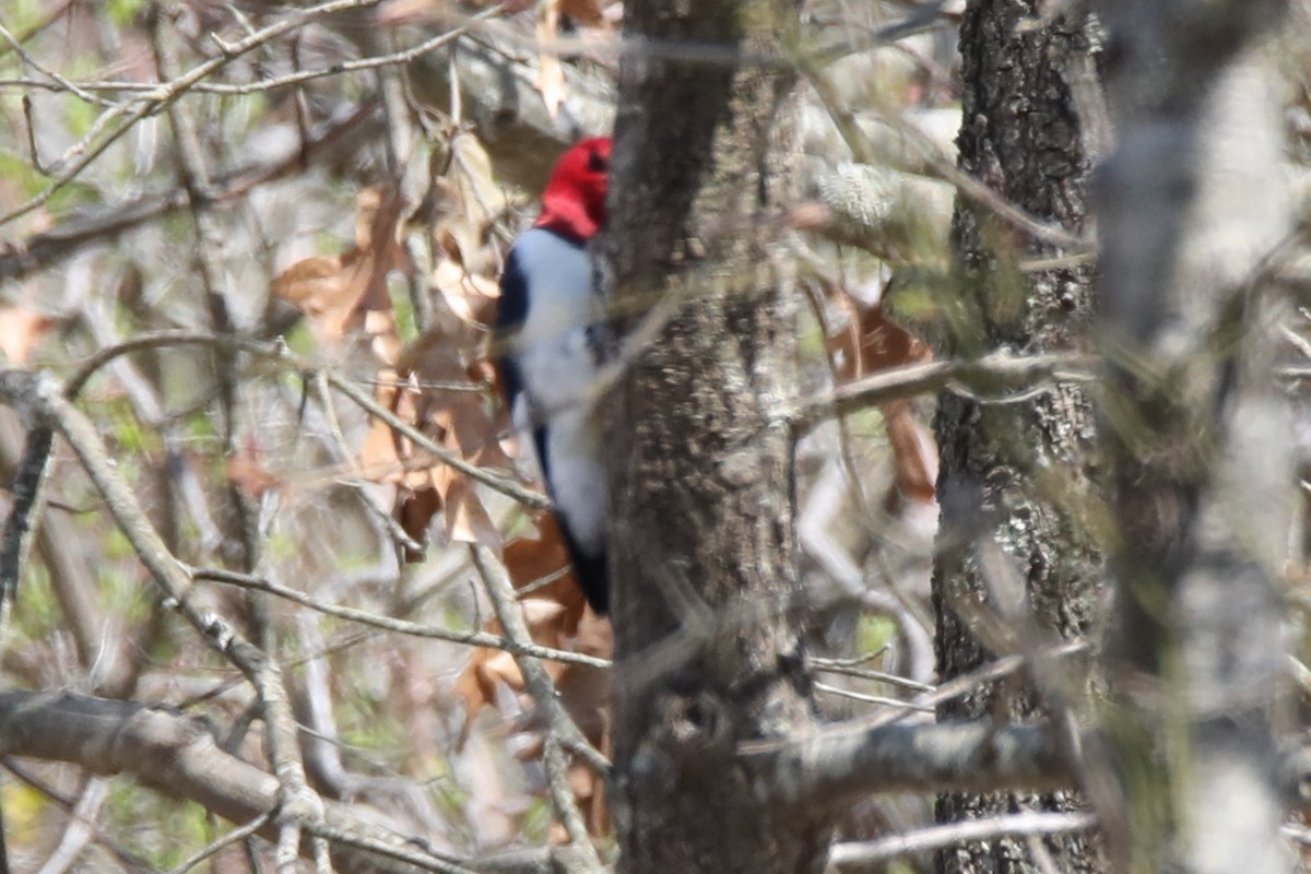 Red-headed Woodpecker - Dianna Lieter