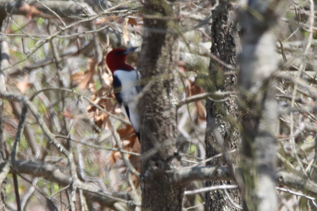 Red-headed Woodpecker - Dianna Lieter