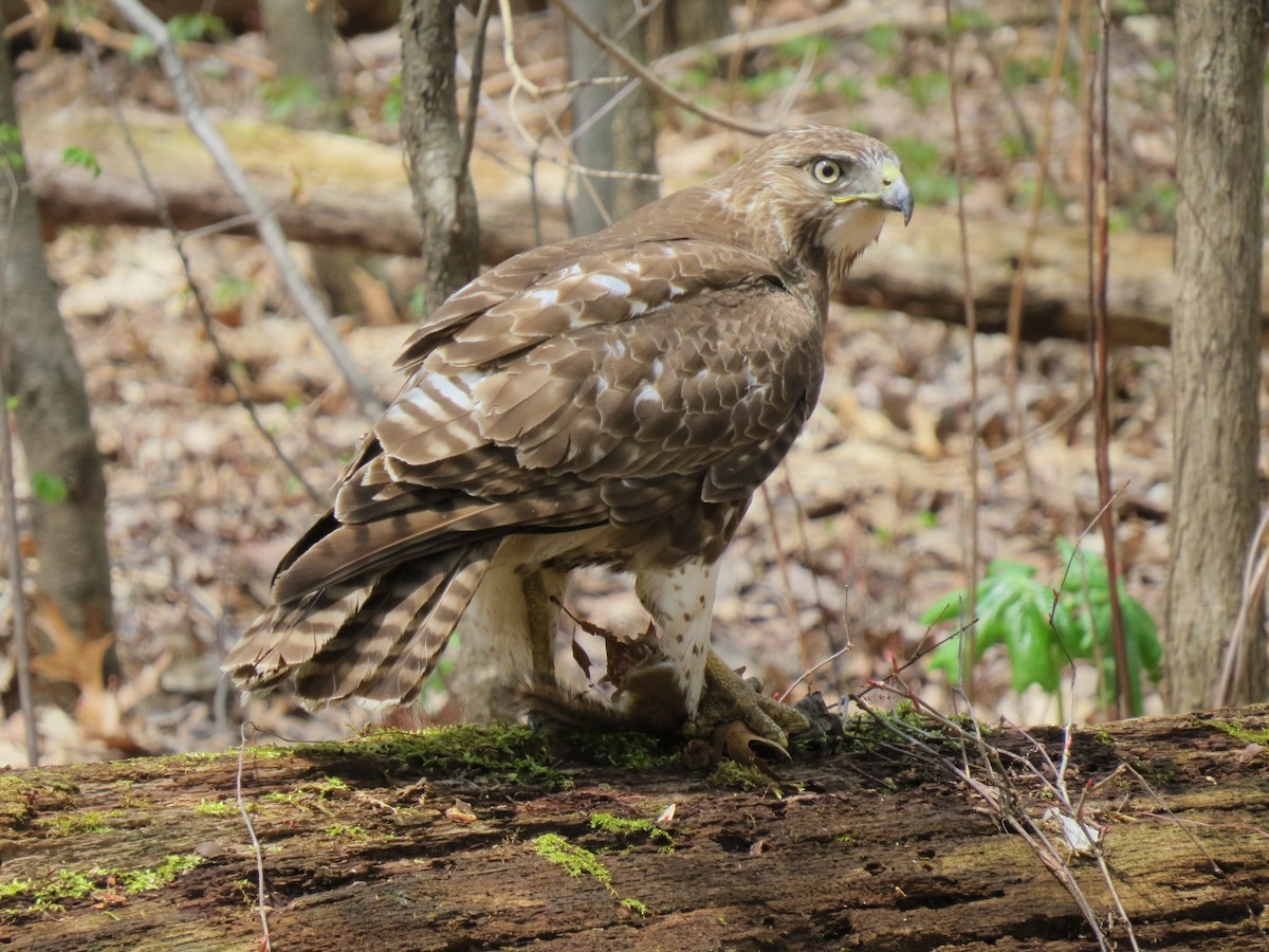 Red-tailed Hawk - Patricia Martin