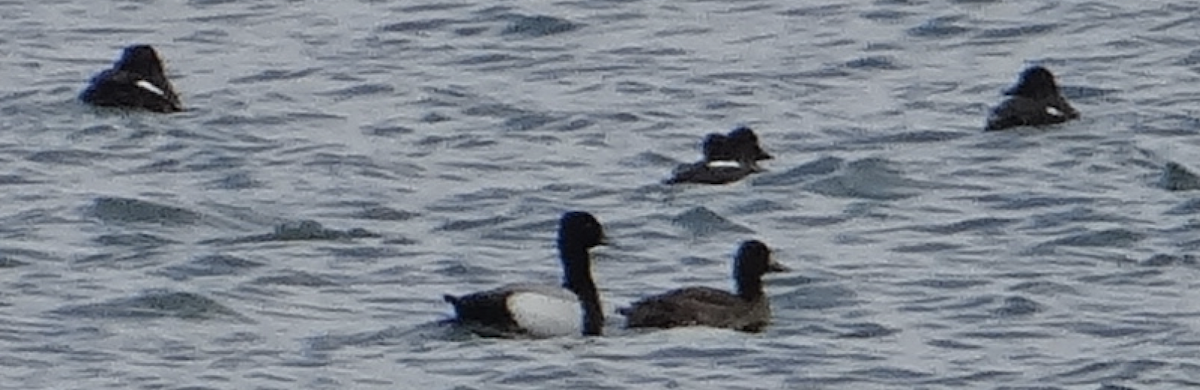 Greater/Lesser Scaup - Andrew Raamot and Christy Rentmeester