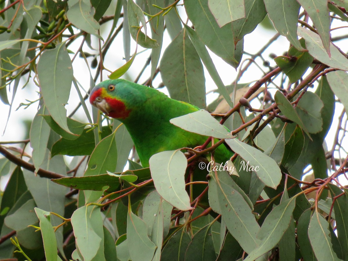 Swift Parrot - CAthy MacNamara