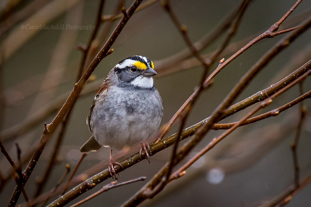 White-throated Sparrow - ML98121491