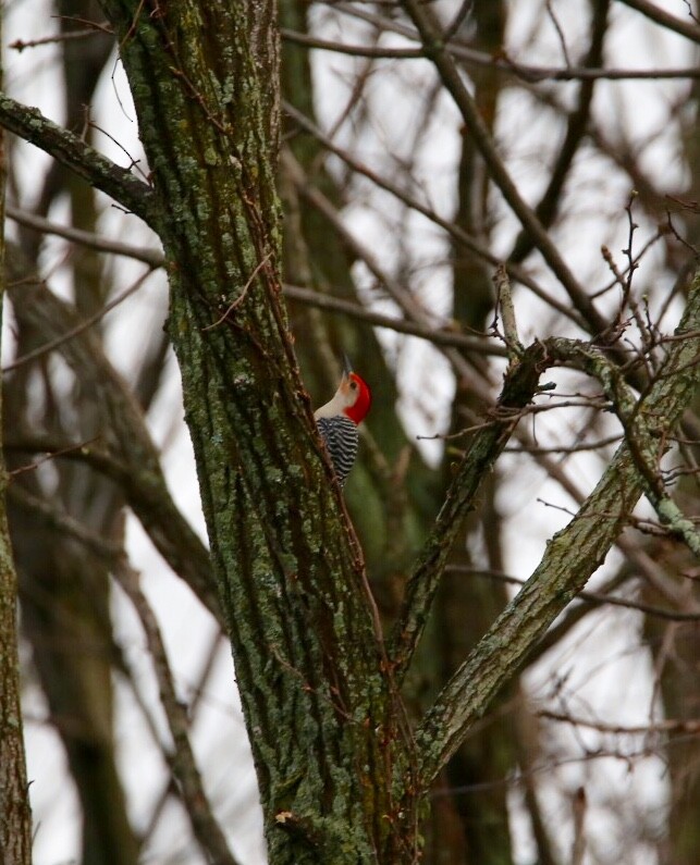 Red-bellied Woodpecker - ML98121901